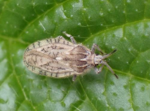 Tingis pilosa